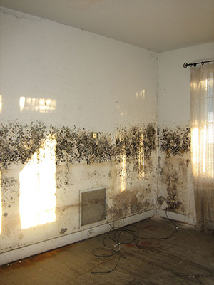 a mold infested wall
